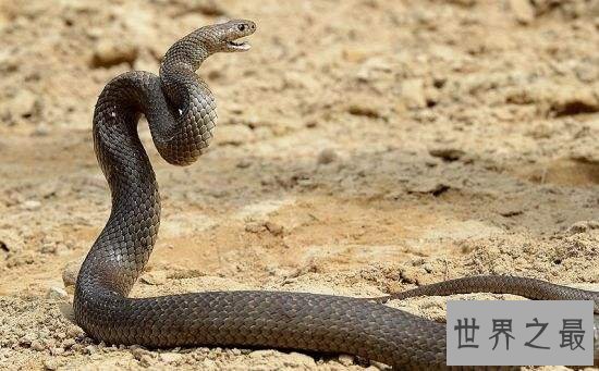 世界十大致命毒蛇，一点点毒液就能杀死一个成年人！