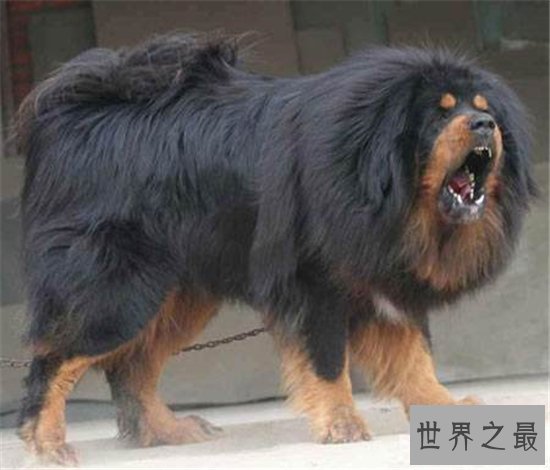 世界名犬排行榜大盘点,微笑天使萨摩耶竟屈居第十位