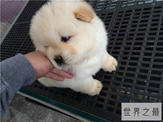 世界名犬排行榜大盘点,微笑天使萨摩耶竟屈居第十位