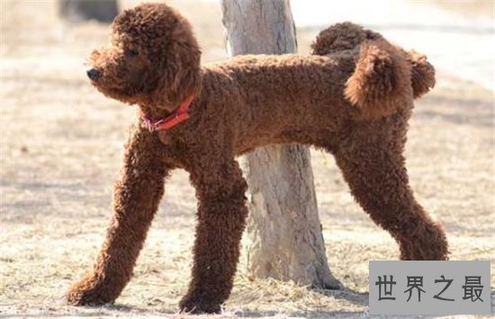 世界名犬排行榜大盘点,微笑天使萨摩耶竟屈居第十位