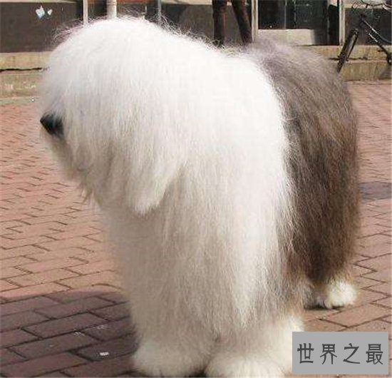 世界名犬排行榜大盘点,微笑天使萨摩耶竟屈居第十位