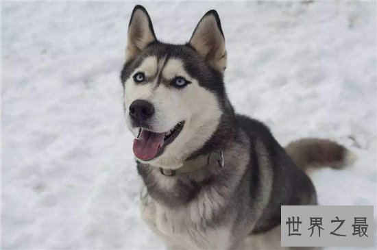 世界名犬排行榜大盘点,微笑天使萨摩耶竟屈居第十位