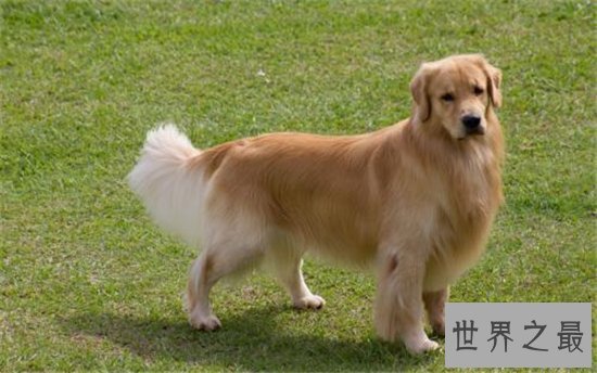 世界名犬排行榜大盘点,微笑天使萨摩耶竟屈居第十位