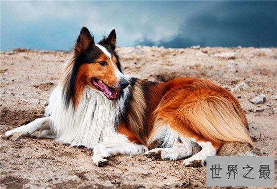 世界名犬排行榜大盘点,微笑天使萨摩耶竟屈居第十位