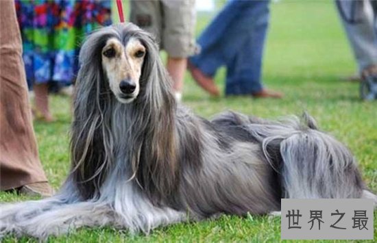 世界名犬排行榜大盘点,微笑天使萨摩耶竟屈居第十位