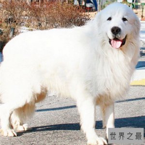 ​世界名犬排行榜大盘点，微笑天使萨摩耶竟屈居第十位
