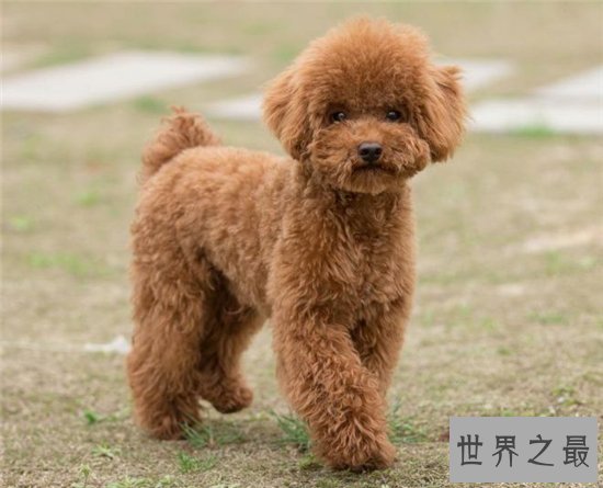 世界上最受欢迎的十大家犬品种,盘点最值得养的狗狗!