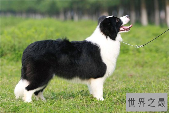 世界上最受欢迎的十大家犬品种,盘点最值得养的狗狗!