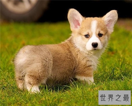 世界上最受欢迎的十大家犬品种,盘点最值得养的狗狗!