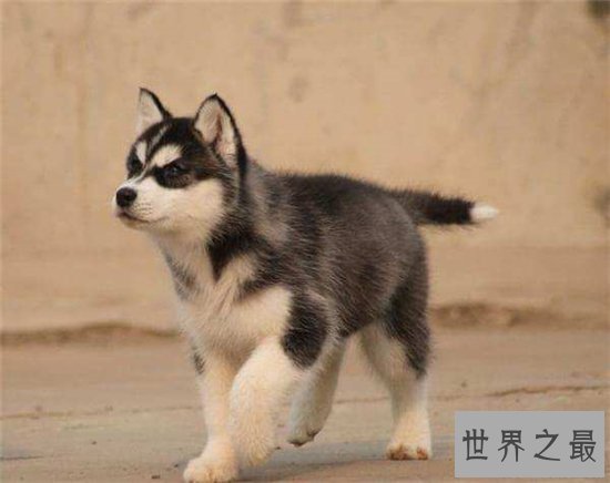 世界上最受欢迎的十大家犬品种,盘点最值得养的狗狗!