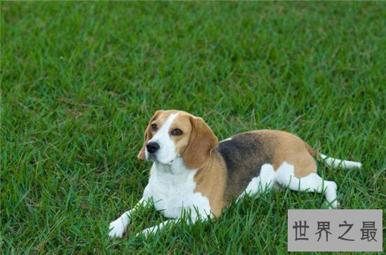 世界上最受欢迎的十大家犬品种,盘点最值得养的狗狗!