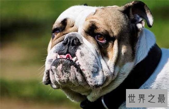 世界上最受欢迎的十大家犬品种,盘点最值得养的狗狗!