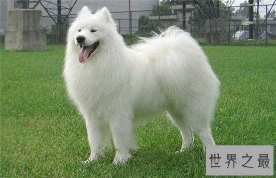 世界上最受欢迎的十大家犬品种,盘点最值得养的狗狗!