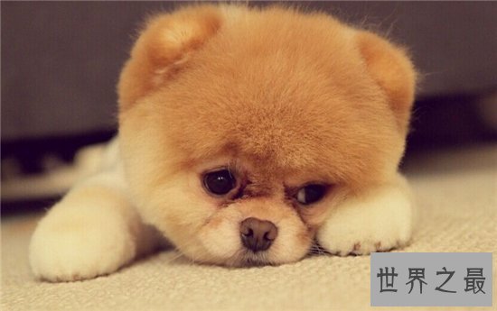 世界上最受欢迎的十大家犬品种,盘点最值得养的狗狗!