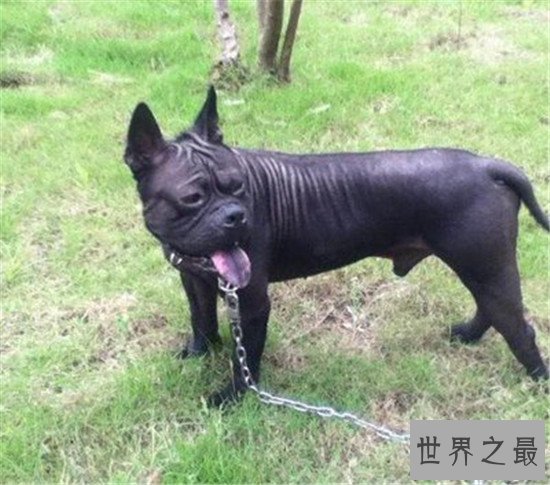 中国十大凶犬最新排名,蒙古獒排名第一