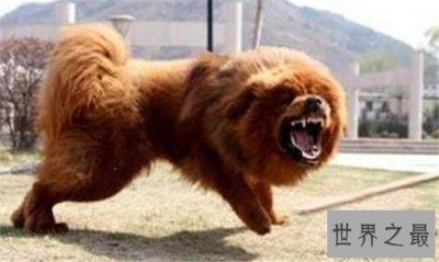 ​中国十大凶犬最新排名，蒙古獒排名第一