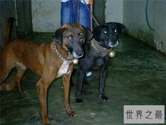 中国十大凶犬最新排名,蒙古獒排名第一