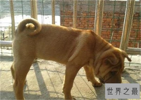 中国十大凶犬最新排名,蒙古獒排名第一