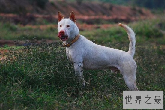 中国十大凶犬最新排名,蒙古獒排名第一