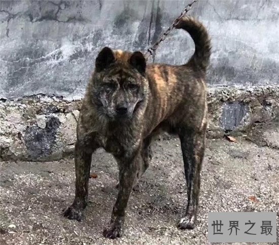中国十大凶犬最新排名,蒙古獒排名第一