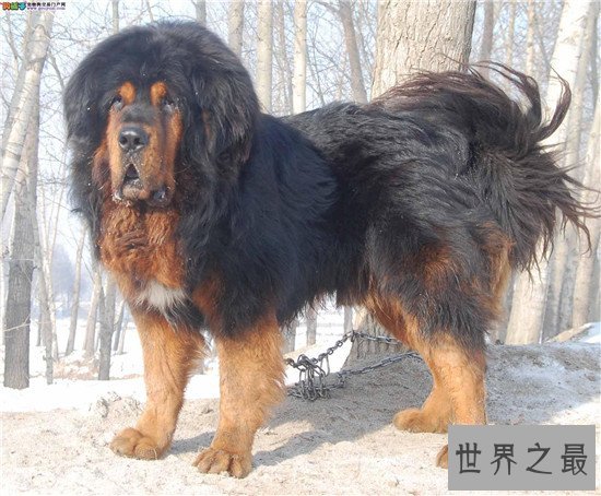 中国十大凶犬最新排名,蒙古獒排名第一