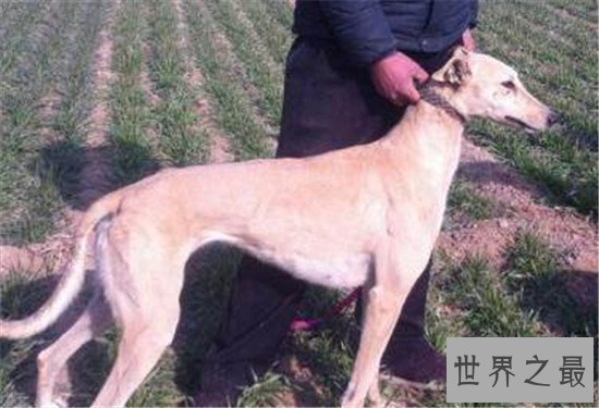 中国十大凶犬最新排名,蒙古獒排名第一