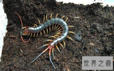 ​世界上最大的蜈蚣，半米长的蜈蚣你见过吗