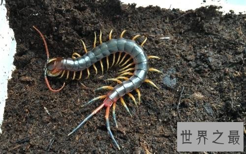 世界上最大的蜈蚣,半米长的蜈蚣你见过吗