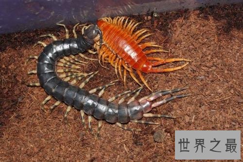 世界上最大的蜈蚣,半米长的蜈蚣你见过吗