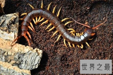 世界上最大的蜈蚣,半米长的蜈蚣你见过吗
