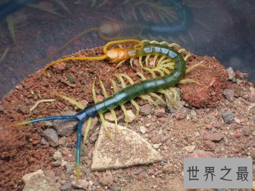 世界上最大的蜈蚣,半米长的蜈蚣你见过吗