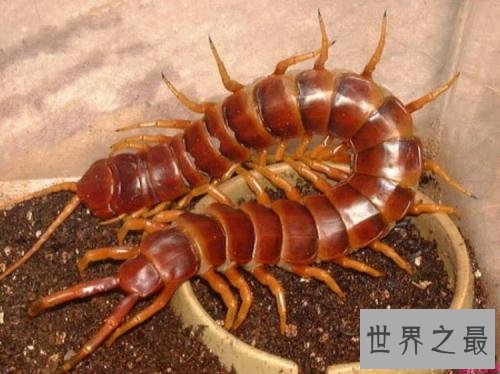 世界上最大的蜈蚣,半米长的蜈蚣你见过吗