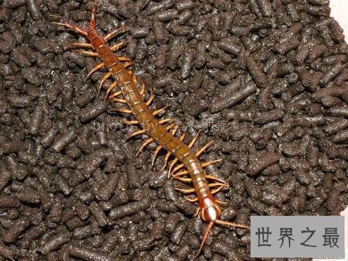 世界上最大的蜈蚣,半米长的蜈蚣你见过吗