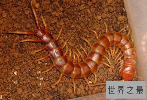 世界上最大的蜈蚣,半米长的蜈蚣你见过吗