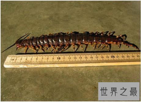 世界上最大的蜈蚣,半米长的蜈蚣你见过吗