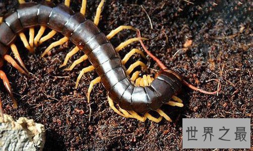 世界上最大的蜈蚣,半米长的蜈蚣你见过吗