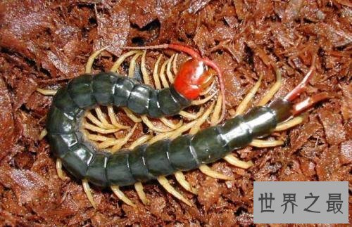 世界上最大的蜈蚣,半米长的蜈蚣你见过吗