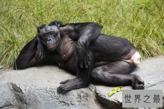 世界上最浪漫的十大生物,大象居然也上榜了 !