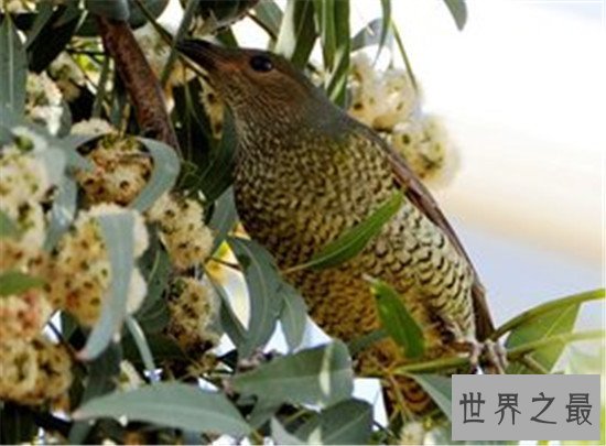 世界上最浪漫的十大生物,大象居然也上榜了 !