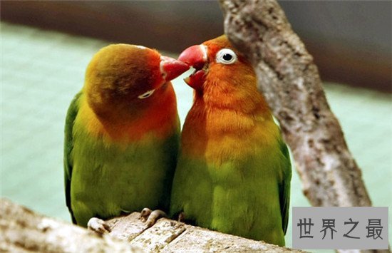 世界上最浪漫的十大生物,大象居然也上榜了 !