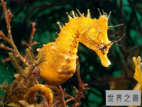 世界上最浪漫的十大生物,大象居然也上榜了 !