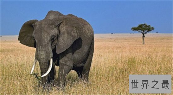 世界上最浪漫的十大生物,大象居然也上榜了 !