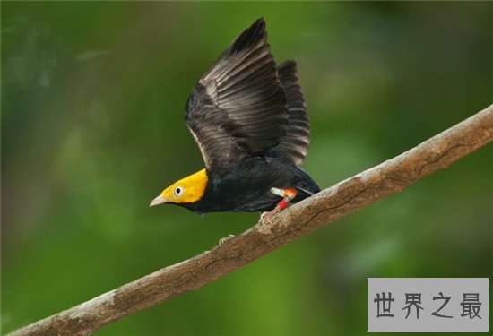 世界上最浪漫的十大生物,大象居然也上榜了 !