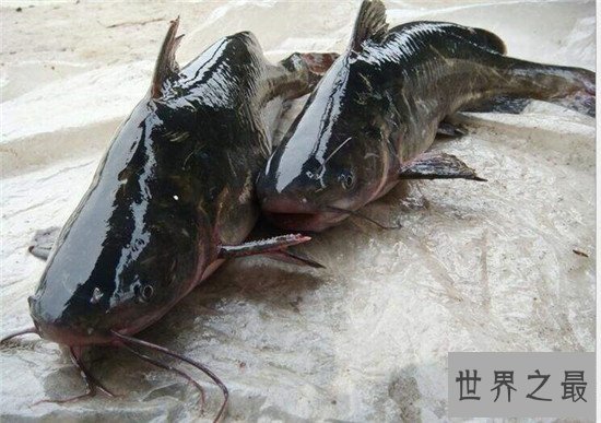 世界上最浪漫的十大生物,大象居然也上榜了 !