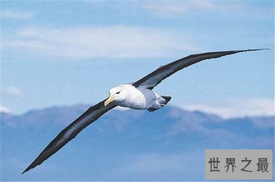 世界上最浪漫的十大生物,大象居然也上榜了 !