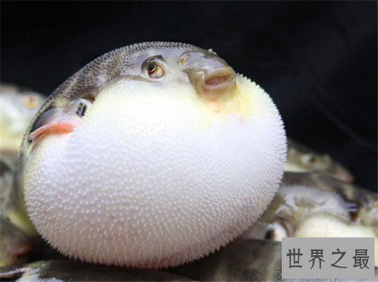 世界上最浪漫的十大生物,大象居然也上榜了 !