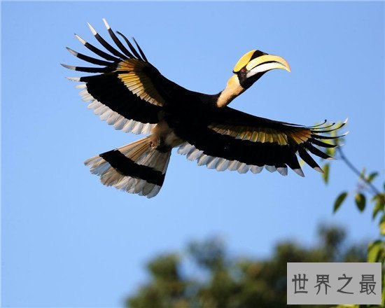 世界上最浪漫的十大生物,大象居然也上榜了 !