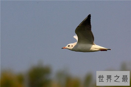 世界十大最危险的鸟类,天鹅也是其中一种?