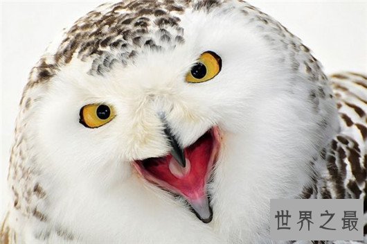 世界十大最危险的鸟类,天鹅也是其中一种?