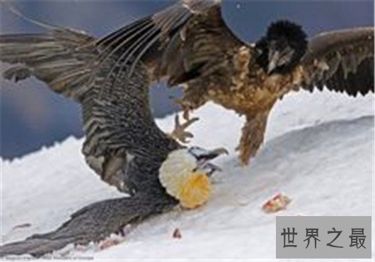 世界十大最危险的鸟类,天鹅也是其中一种?